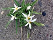 sand lily, star lily, mountain lily (Leucocrinum montanum)
